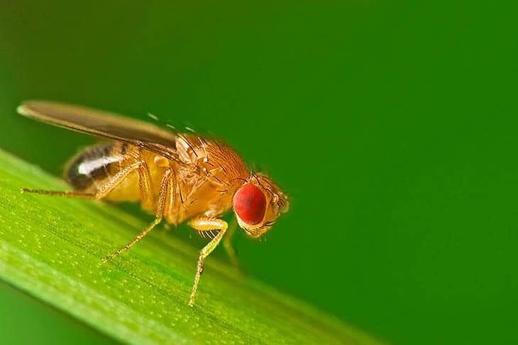 hoe gaan fruitvliegen weg